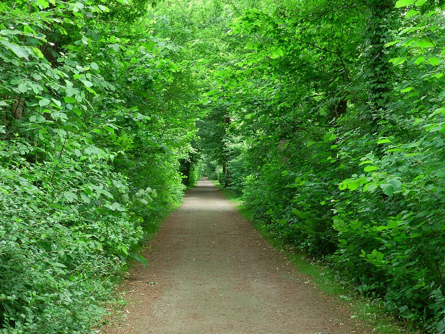 Вдали, Путь, Деревья, Тропа, лесная тропа, зеленый, прогулка, путь вперед, природа, зеленый цвет