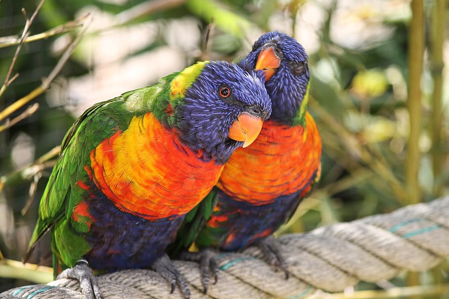 parrots, allfarbloris, trichoglossus rainbow, bird, blue, red, bill, colorful, lori, yellow