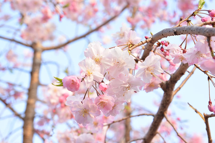 paisajes, árboles, cerezos en flor japoneses, naturaleza, flores, Flor, planta floreciente, planta, fragilidad, árbol