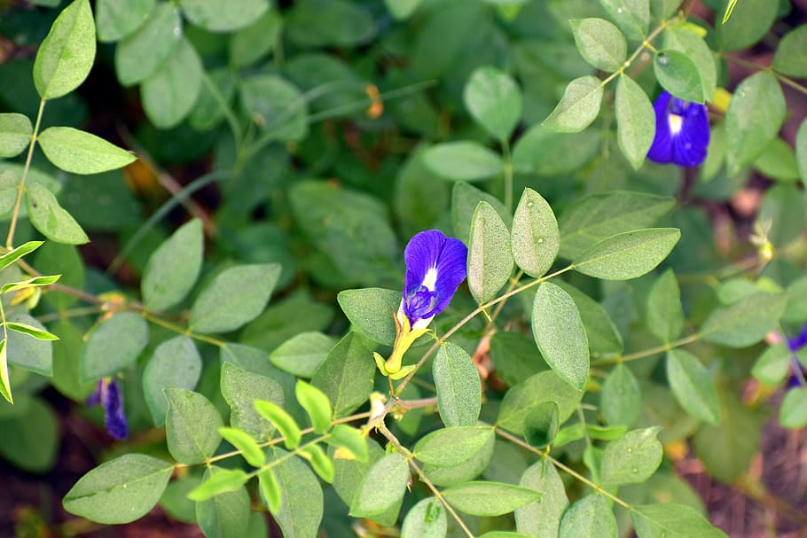 butterfly pea, clitoria ternatea vine, cordofan-pea, blue flower, plant part, leaf, plant, growth, flower, beauty in nature