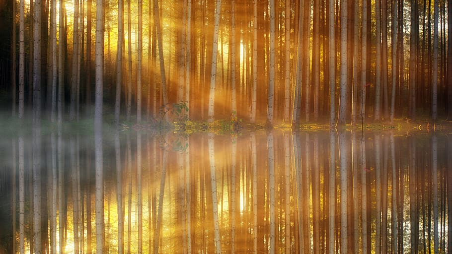 sunlight, passed, birch trees, river, pattern, background, forest, texture, shiny, mirroring