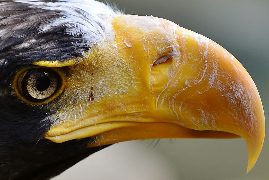 Eagle, Close, black and yellow bird, bird, close-up, vertebrate, yellow, beak, animal, animal themes