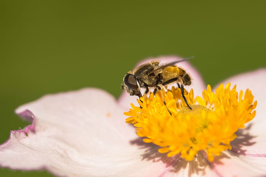 hover fly, collect nectar, nectar search, blossom, bloom, pink, flower, fall anemone, anemone hupehensis, hahnenfußgewächs