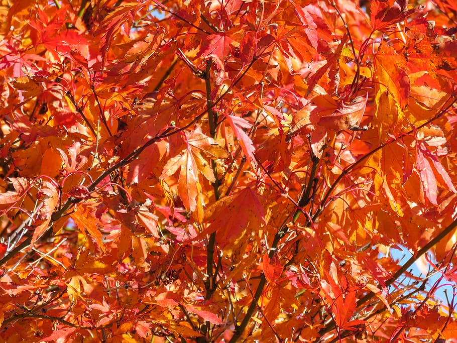 árvore folheada vermelha, laranja, mapple, folhas, vermelho, árvore, outono, folha, mudança, árvore de bordo