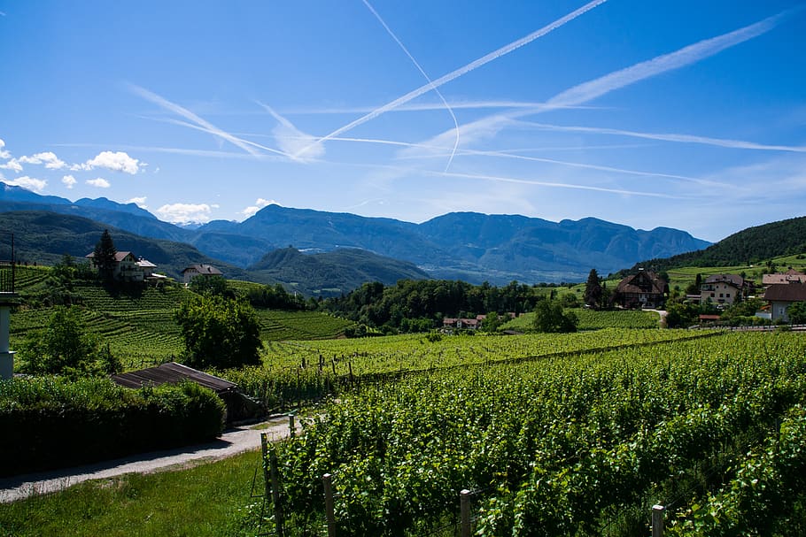 kebun anggur, gunung, tyrol selatan, alpine, italia, lanskap, winegrowing, alam, scenics - alam, pemandangan
