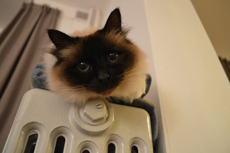 siamese kitten, home appliance, cat, cats, pet, close up, birman, heating, domestic, pets