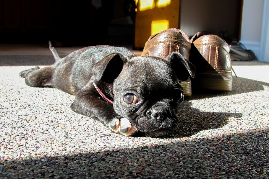 short-coated, black, puppy, pair, brown, leather shoes, pug, boston terrier, cute, relaxing