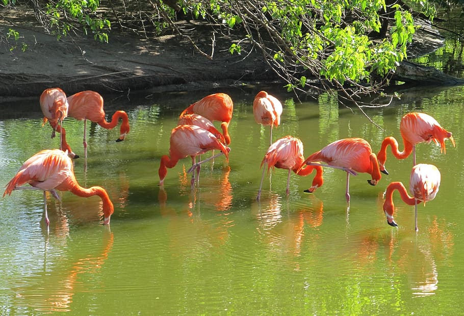 group, flamingos, river, pink flamingos, birds, wild, wildlife, exotic, water, feathers