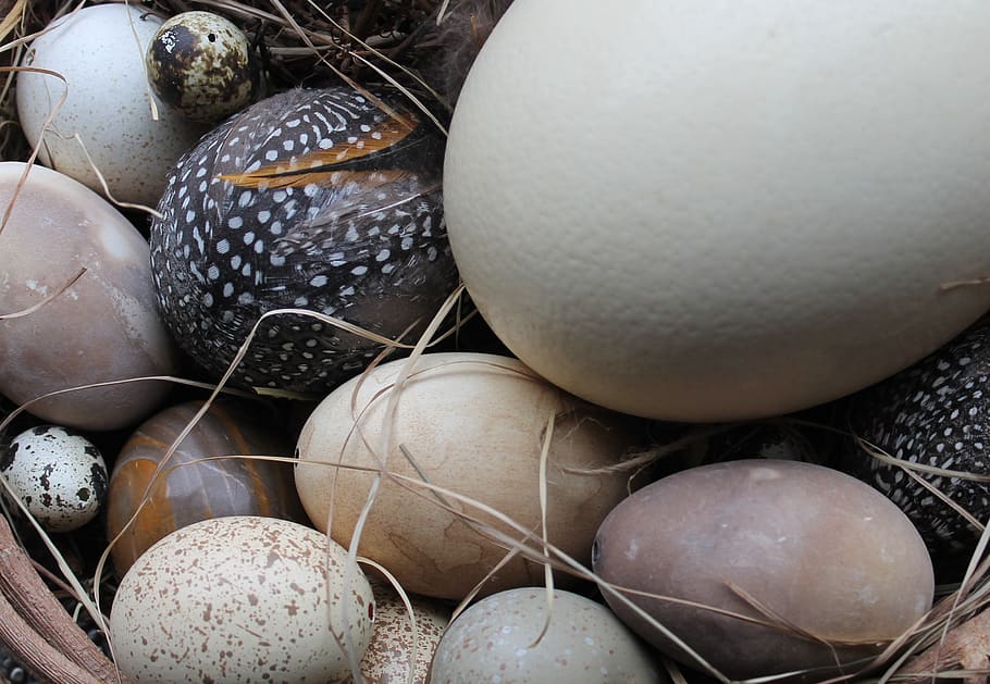 easter eggs, easter nest, nature, decoration, egg, birds, shabby, food, food and drink, close-up