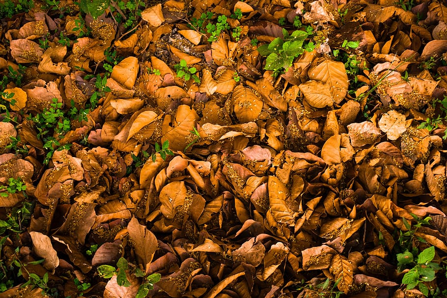 autumn, fall, dry, nature, background, tree, leaf, plant, season, pattern