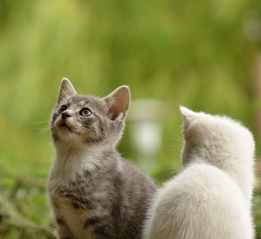 silver, white, tabby, cats, cat, young animal, curious, wildcat, animal, nature