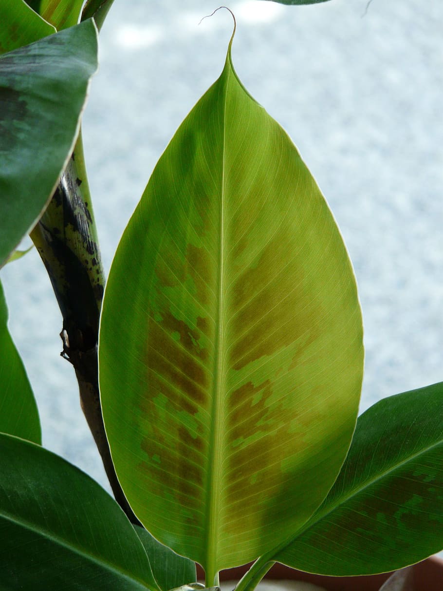 Folha de bananeira, verde, banana, arbusto de banana, folha, bananeira, planta, cor verde, close-up, natureza