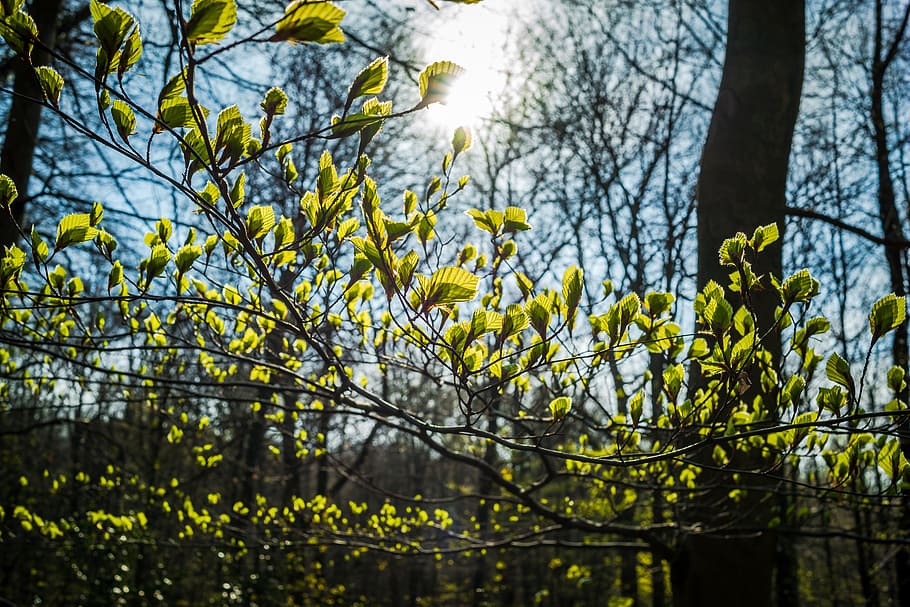 beech leaves, leaves, young, frisch, back light, young beech leaves, spring, forest, deciduous tree, sprout