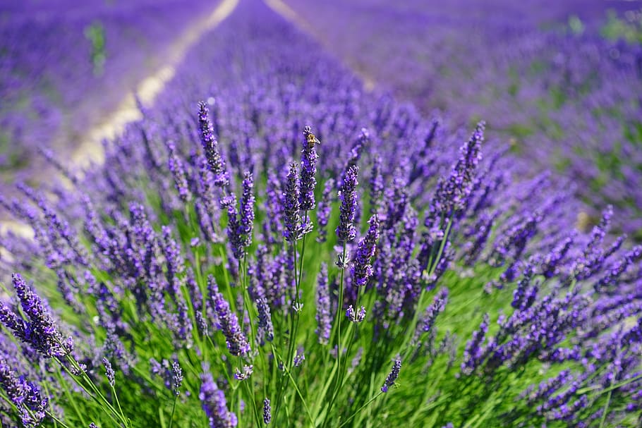 blue, lavender, field selective-focus photo, daytime, lavender field, flowers, purple, flora, floral, lavender flowers