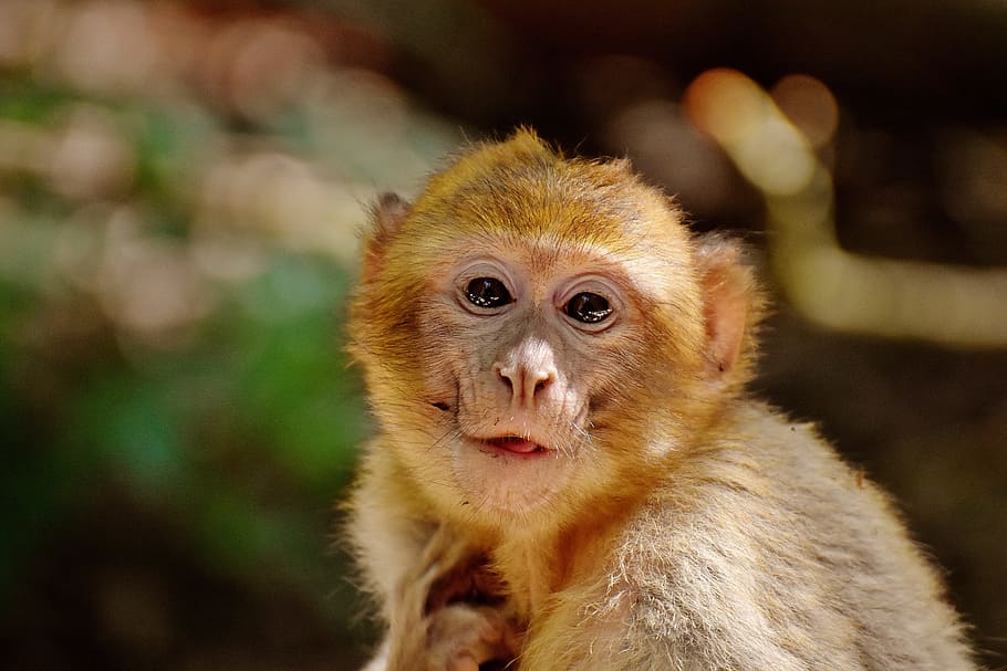 selectiva, fotografía de enfoque, marrón, mono, mono de Berbería, comer, comida, especies en peligro de extinción, mono montaña salem, animal