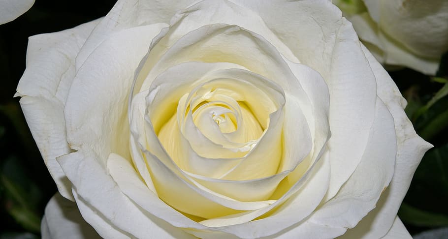 close, view, white, rose, white Rose, blossom, bloom, nature, flower, bouquet
