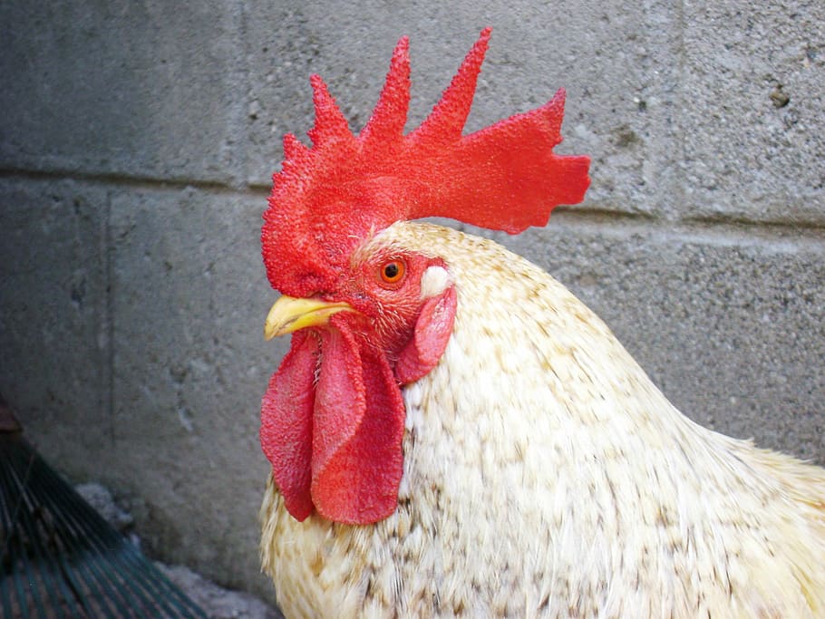 gallo, crest, red, chicken, bird, chicken - Bird, rooster, farm, cockerel, animal
