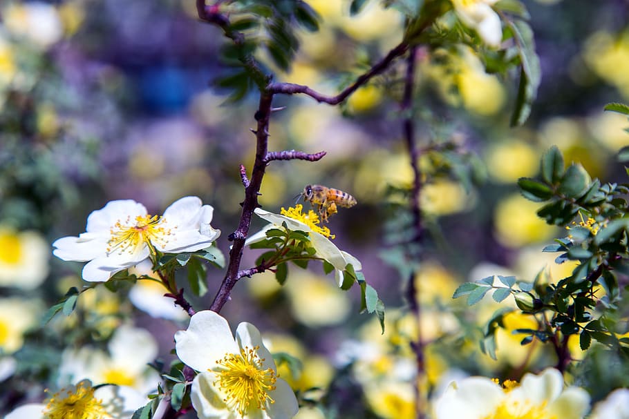 bee, pollination, pollen, insect, nature, flower, animal, nectar, honey, garden