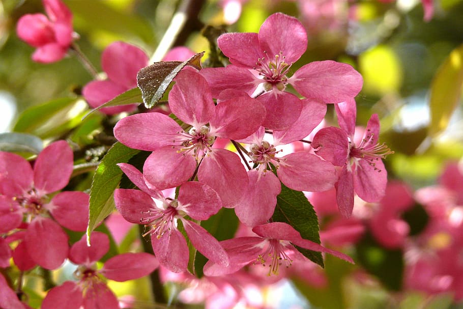 cereja selvagem, rosa, primavera, ramos, flores de cerejeira silvestres, flor, jardim, japão, despertar da primavera, natureza