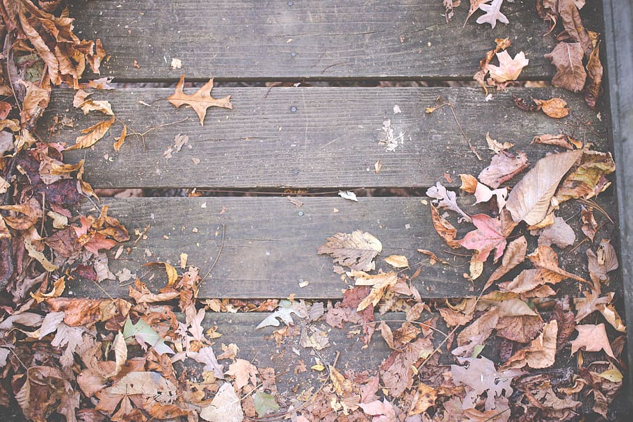 wood, deck, leaves, autumn, fall, nature, outdoors, leaf, plant part, wood - material