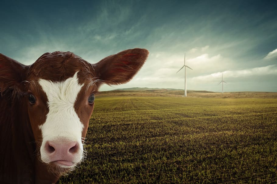 calf, renewable energy, windräder, climate change, nature, climate, co2, alternative, responsibility, animals