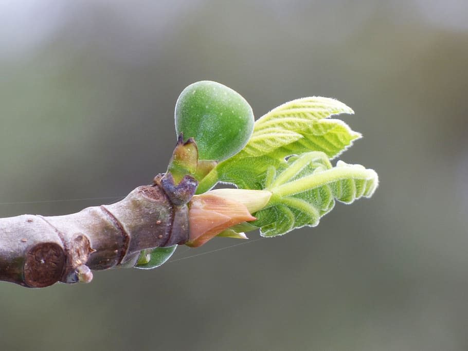 Fig Tree, Wabah, Tunas, Musim Semi, ara, daun tender, tender bud, alam, close-up, tanaman