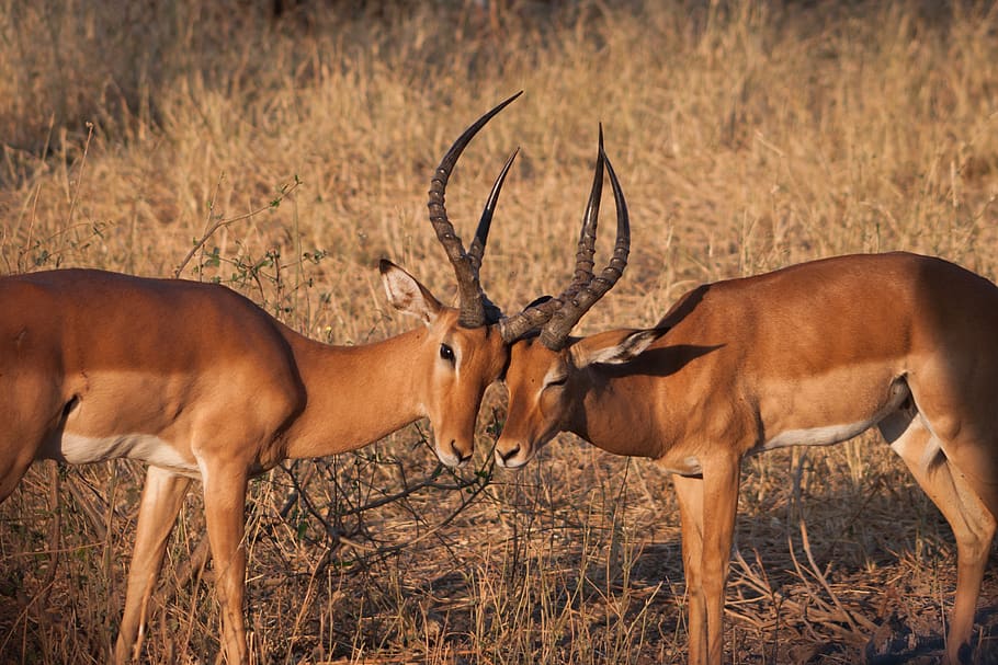 impala, antelope, dunia binatang, alam, afrika, hewan, tanduk, pasangan, stepa, satwa liar hewan