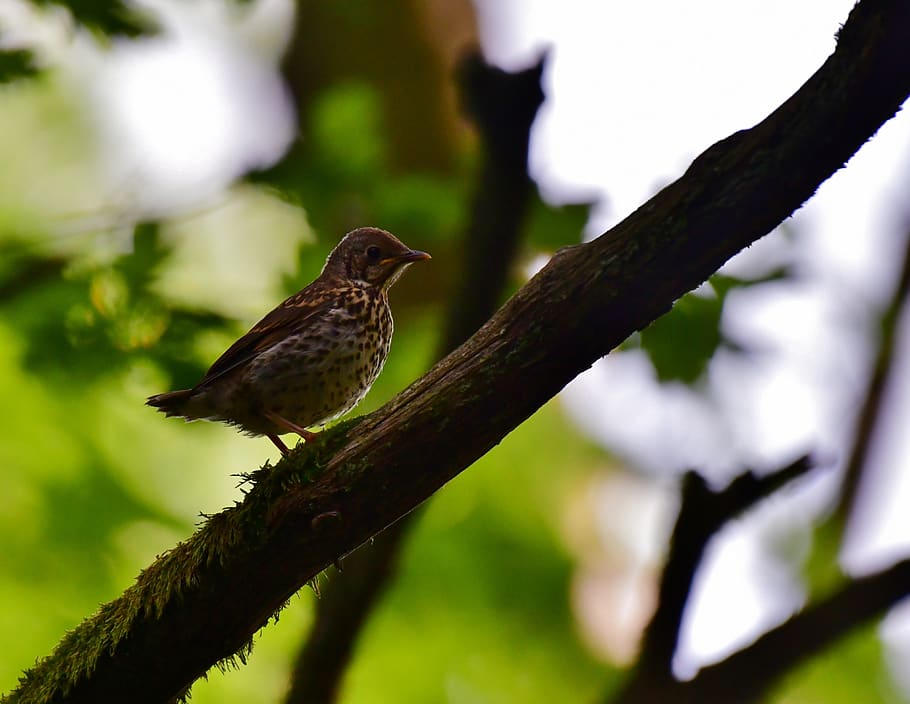 song thrush, young, bird, branch, tree, forest, nature, plumage, little bird, spring