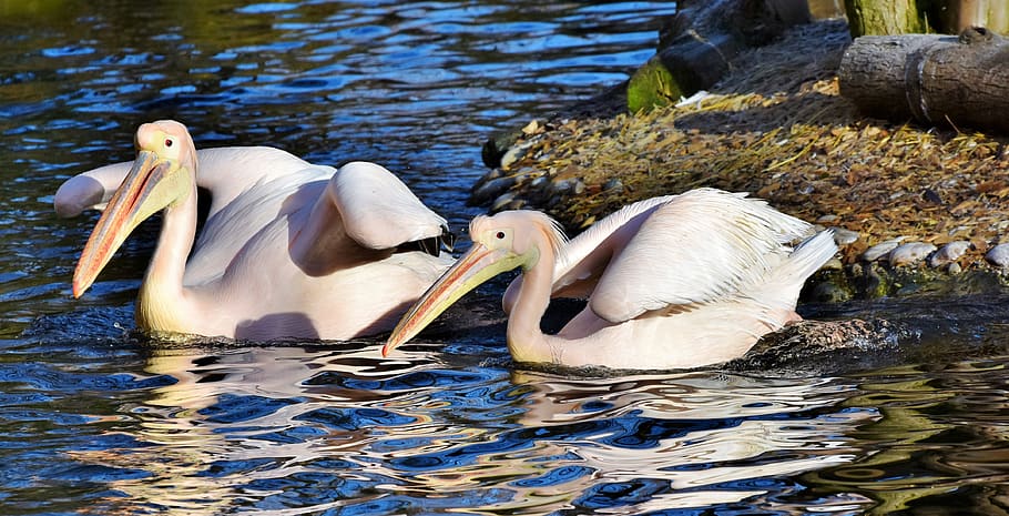 pelikan, water bird, pink pelican, bill, bird, plumage, animal, nature, zoo, tierpark hellabrunn