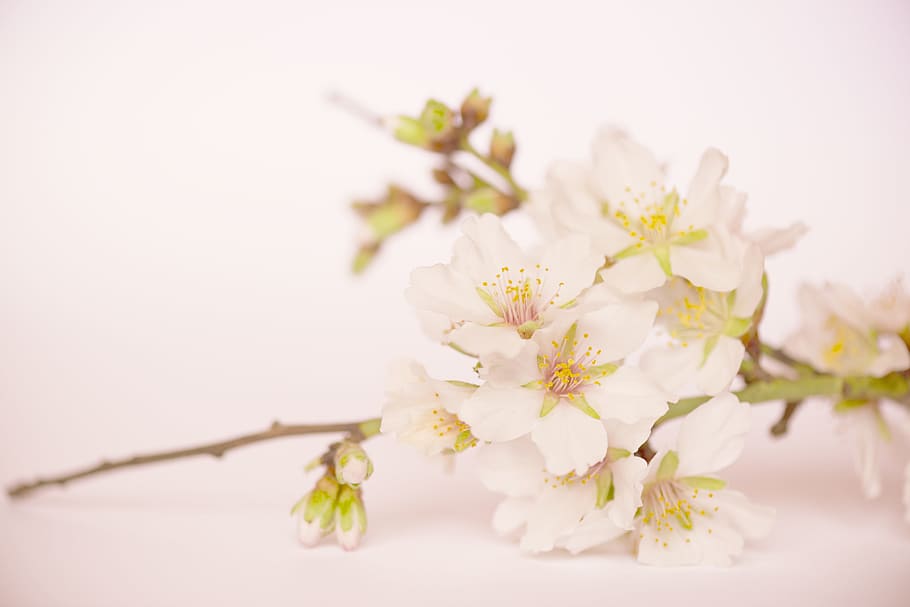 close-up photography, white, petaled flowers, background, flowers, almond blossom, almond, white flower, rosa, nature