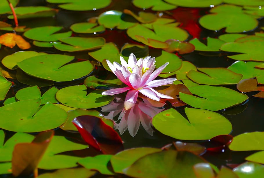 merah muda, bunga lotus, dikelilingi, bantalan lily, bunga teratai, bunga, danau, alam, daun, teratai air