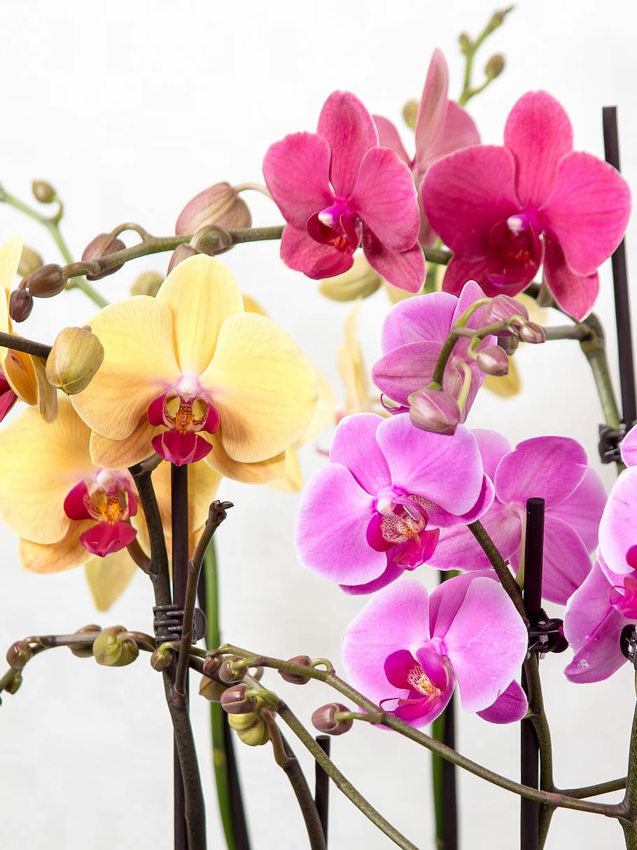 Phalaenopsis, Orquídea Mariposa, orquídea, tropical, rosa, flor, floración, planta, blanco, reina de las flores