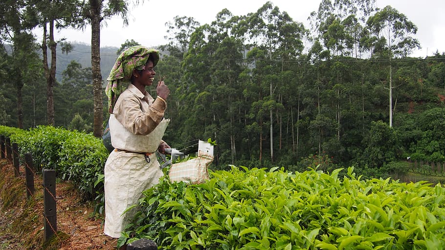 tea plantation, india, munnar, tea, green, agriculture, kerala, plantation, tea harvest, harvesting