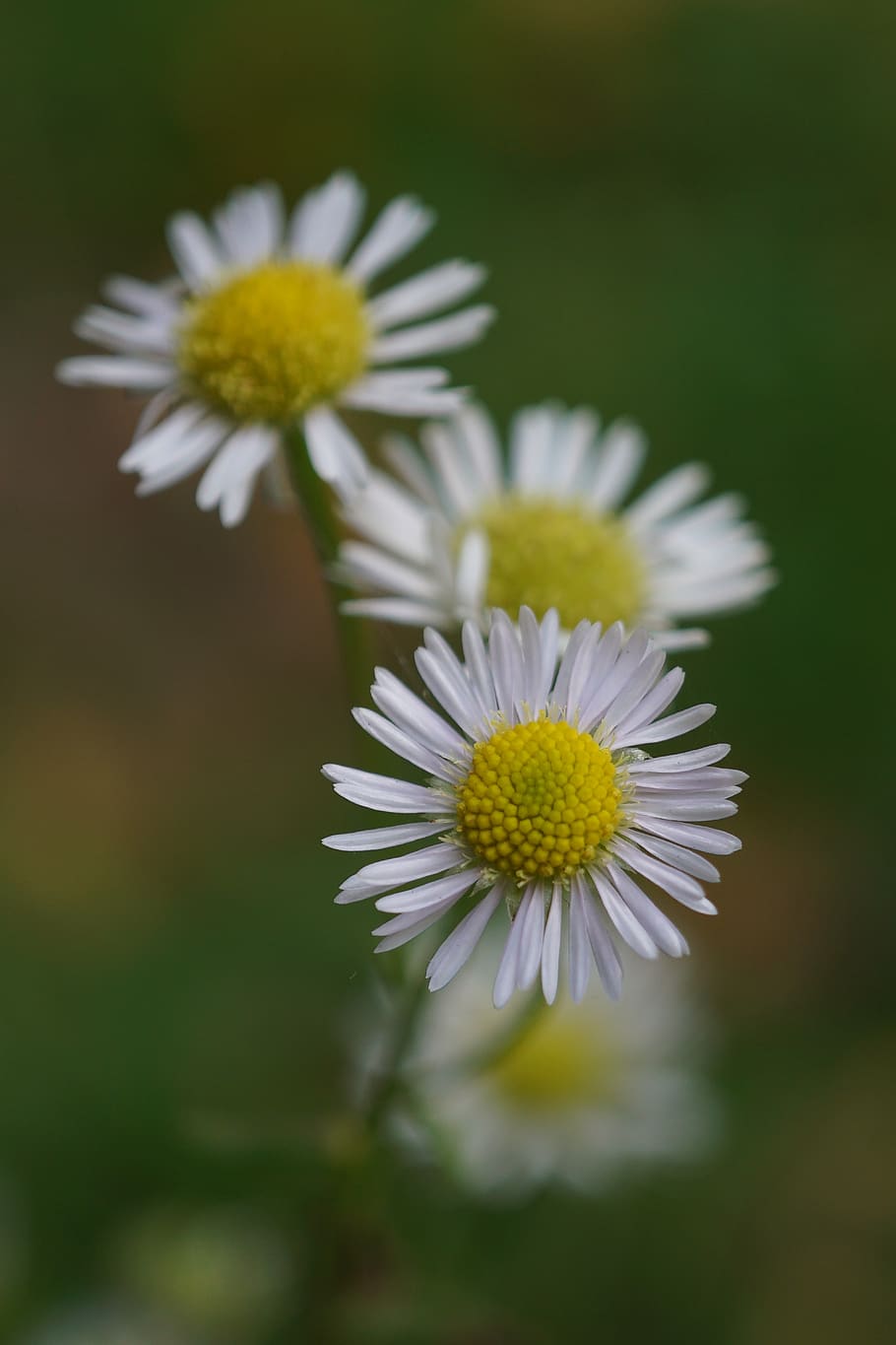 chamomile, chamomile flower, nature, naturopathy, medicinal herb, medicinal plant, wild herbs, chamomile blossoms, plant, bloom