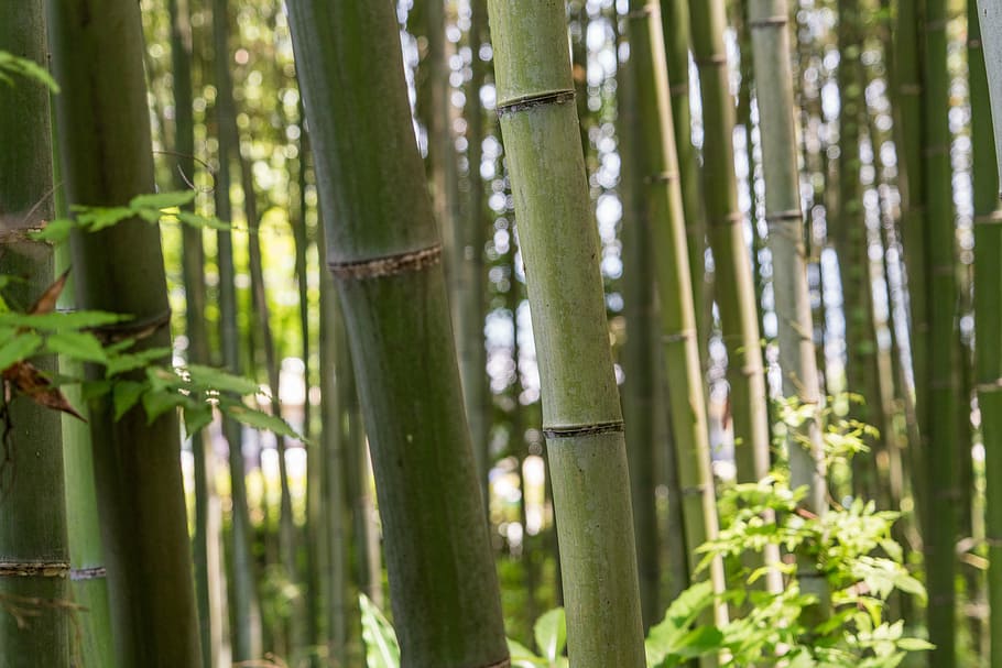 japón, arashiyama, bosque de bambú, de cerca, árboles, kyoto, naturaleza, luz solar, viajes, atracción