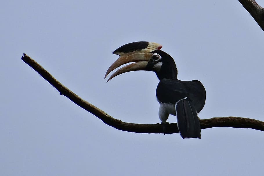 Malabar Pied Hornbill, anthracoceros coronatus, hornbill pied menor, ave, hornbill, tropical, ghats occidentales, reserva de hornbill, dandeli, karnataka