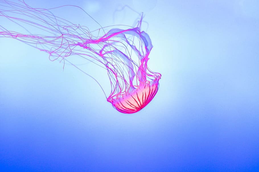 pink, jellyfish, digital, wallpaper, jelly fish, aquarium, jelly, underwater, glowing, tentacles
