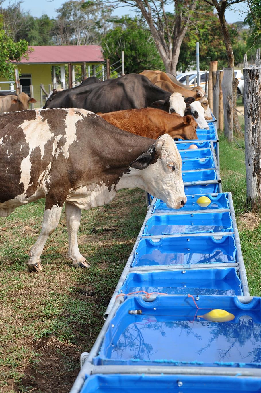 Питьевое хозяйство. Коровы на ферме. Поилка для коров. Вода в животноводстве. Поение сельскохозяйственных животных.