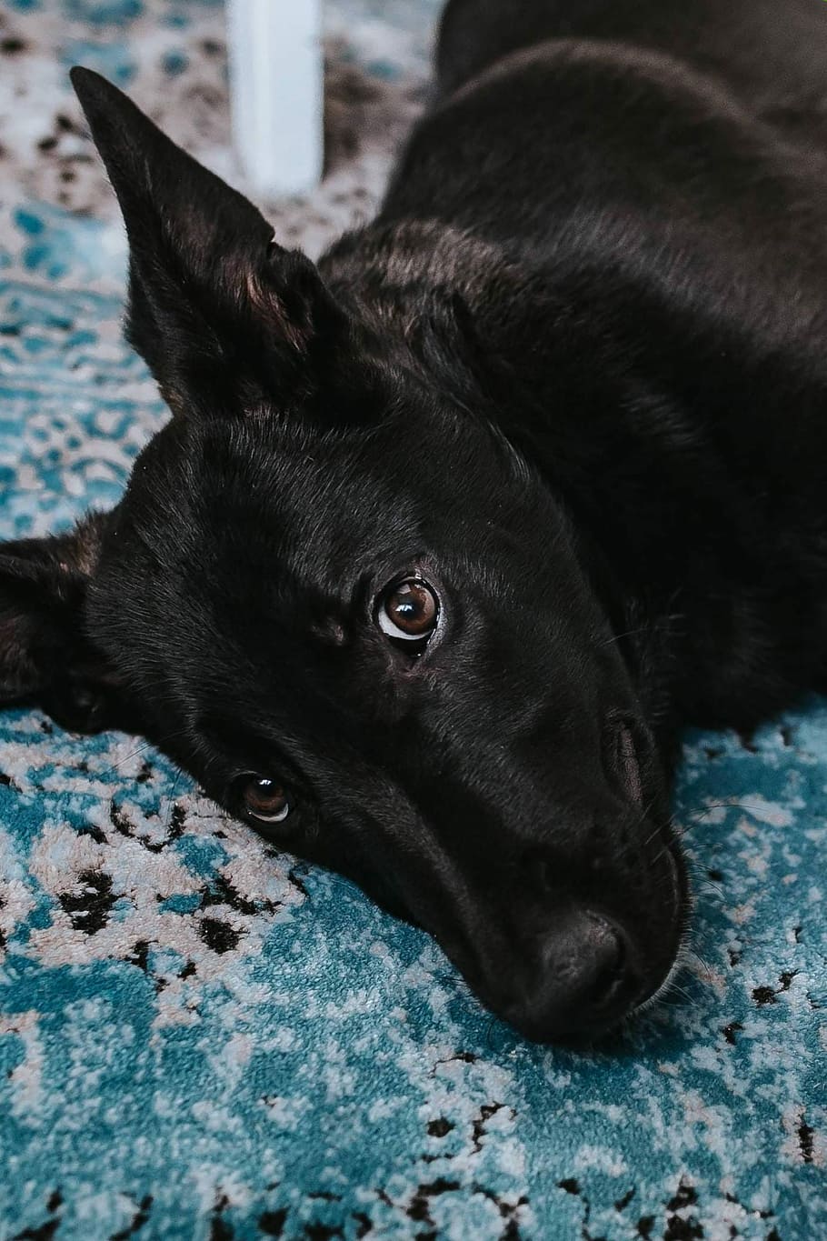 preto, cachorro, luz, azul, tapete, Cão preto, azul claro, tapete azul, animal de estimação, animal