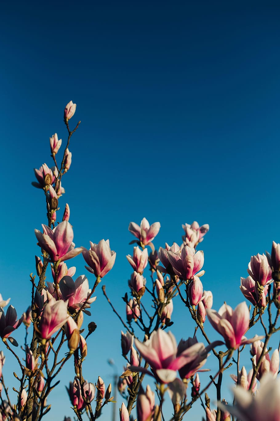 flores rosadas de la primavera, rosa, flores de la primavera, flores, flora, cielo azul, floreciente, primavera, flor, ramita