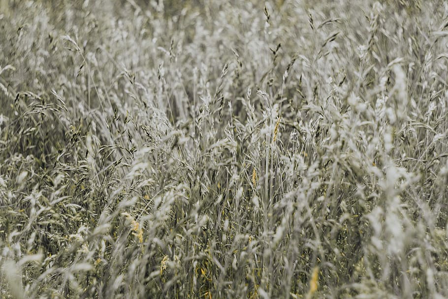grass, field, nature, background, Silver, full frame, backgrounds, plant, growth, agriculture