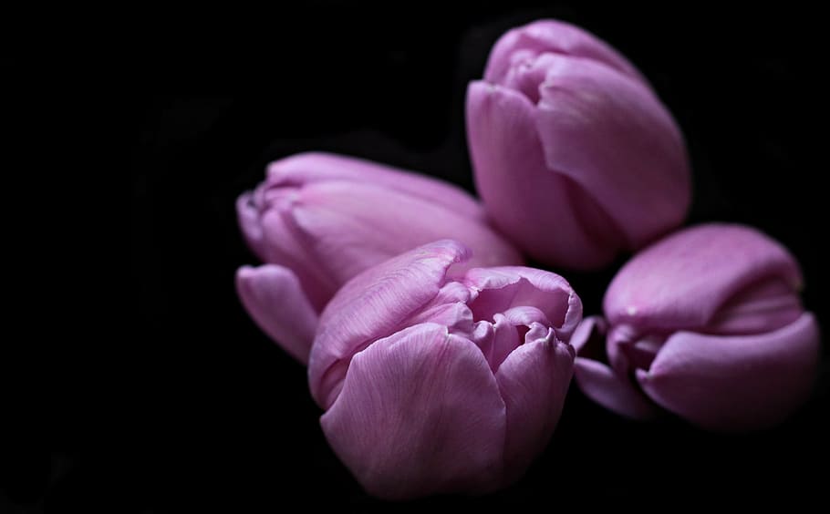 fotografia, metade, floresceu, roxo, flores da tulipa, tulipas, flores, flor da tulipa, cabeças de tulipa, fundo preto
