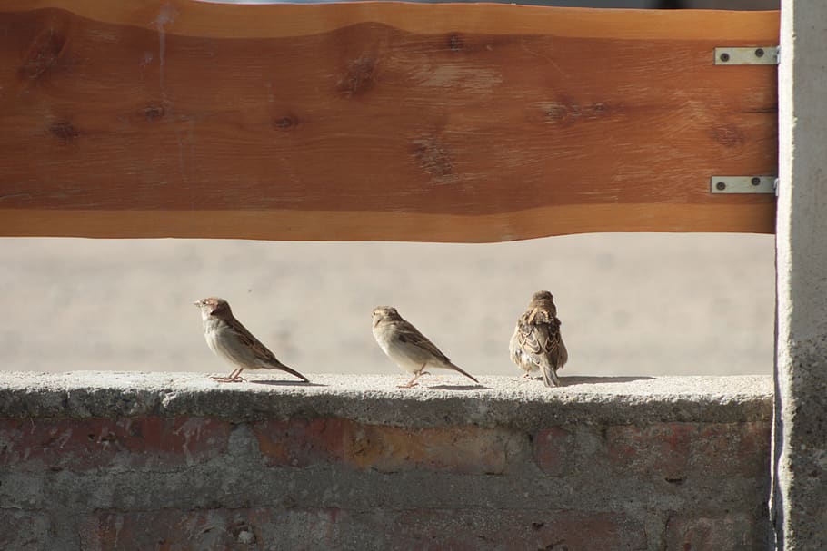 sparrows, birds, sparrow, plumage, nature, group of animals, bird, vertebrate, animal, animal themes