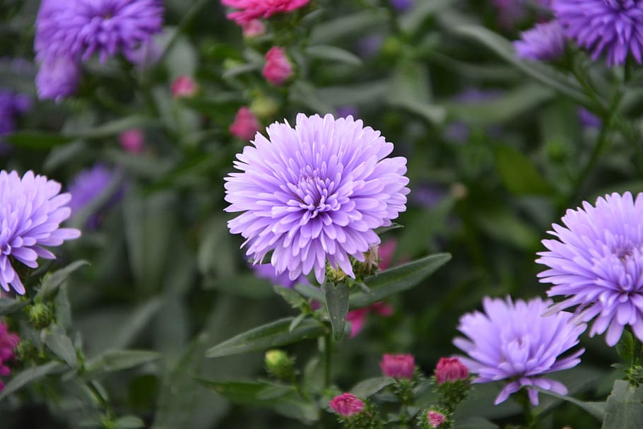花 紫 ポンポン 自然 紫の花 きれいな庭 開花植物 植物 脆弱性 鮮度 Pxfuel