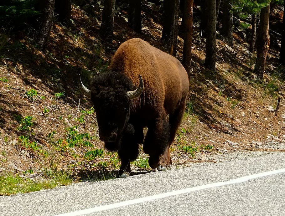 Bisonte, Montana, Yellowstone, Selvagem, nacional, americano Bisonte, animal, natureza, Parque Nacional de yellowstone, com chifres