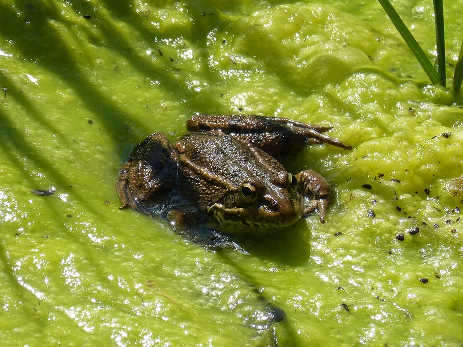 Frog, Algae, Pond, Batrachian, Croak, river, one animal, animal wildlife, animal themes, green color