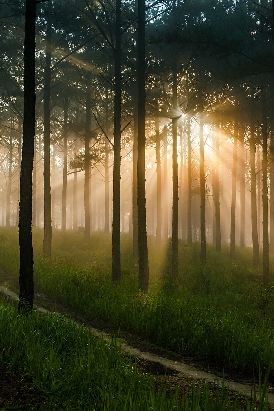 松林, 霧, 日差し, 早朝, 夜明け, 風景, 木, 植物, 土地, 森