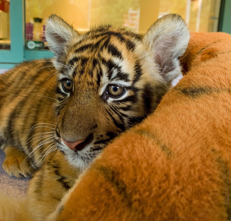 Tiger, Tiger, Tiger Cub, Cat, tiger, baby, young, predator, mammal, nature, striped