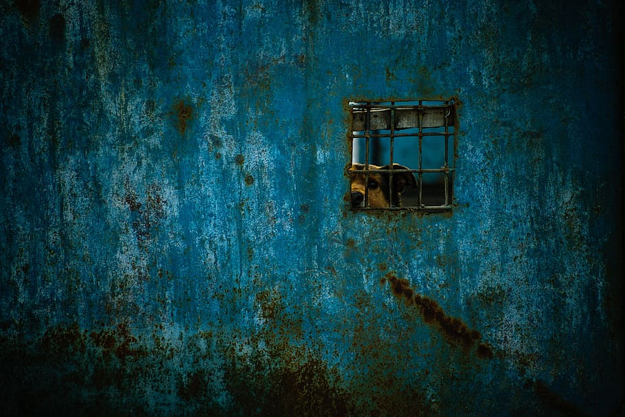 prison, dog, sad, robbery, prisoner, pets, animals, house, old, blue