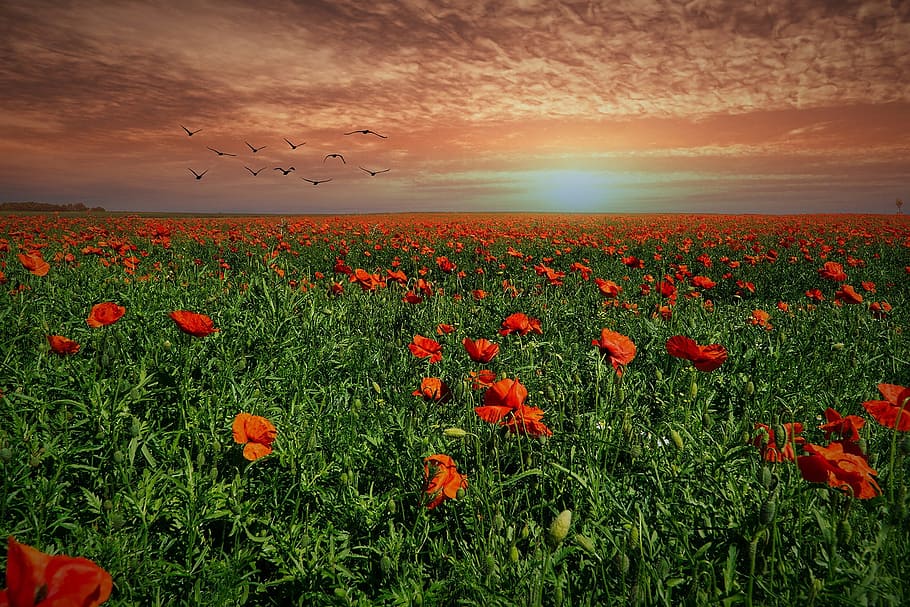 red, rose, field, golden, hour, field of poppies, evening sun, sunset, abendstimmung, evening light